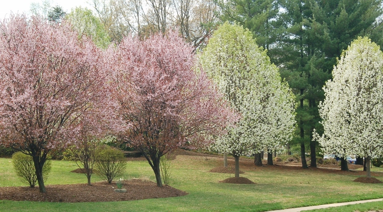 apple and cherry trees in bloom